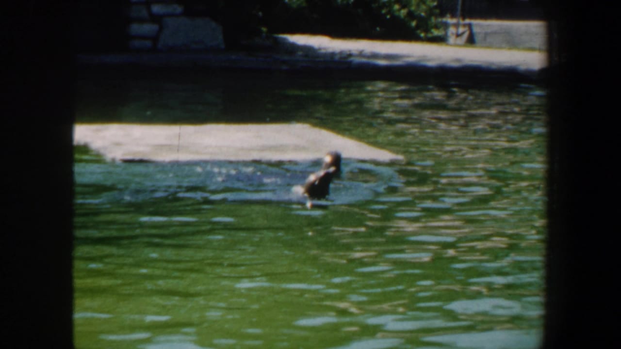 Seal swimming near a concrete platform in a green pool.