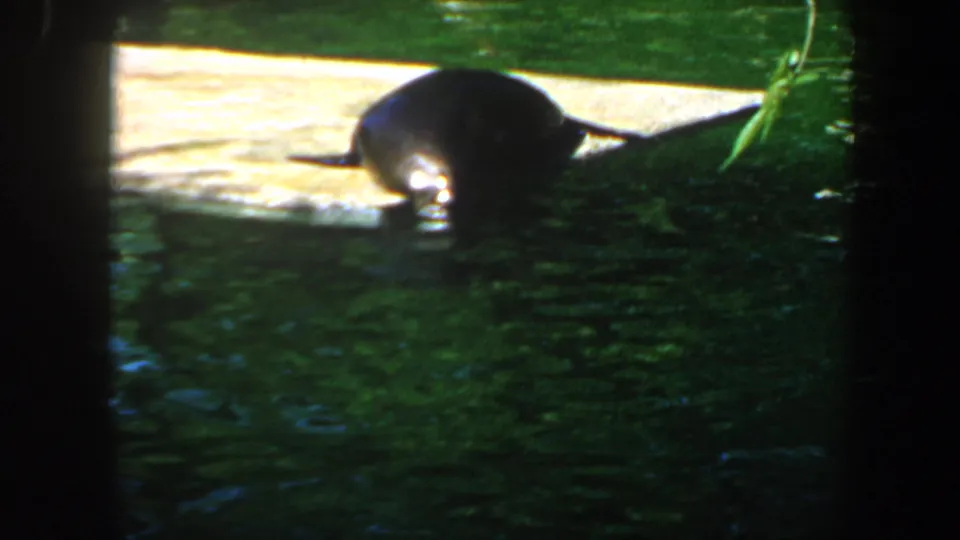 The seal appears to climb from the green pool onto a concrete ledge in the 1964 Saint Louis zoo footage.