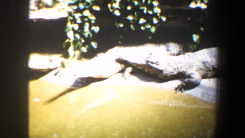 An alligator rests on a bright bank near green water and foliage in the Saint Louis zoo home-movie footage.