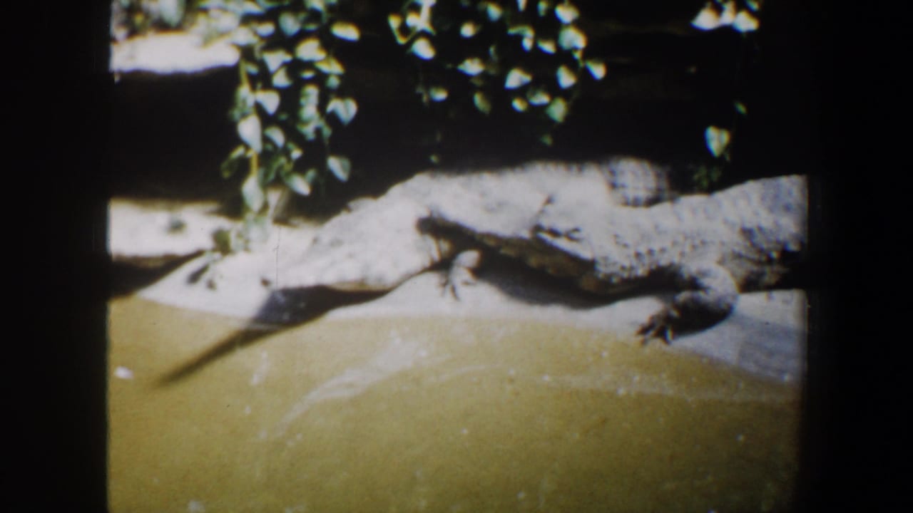 Large crocodile resting on a concrete ledge beside murky water under foliage.