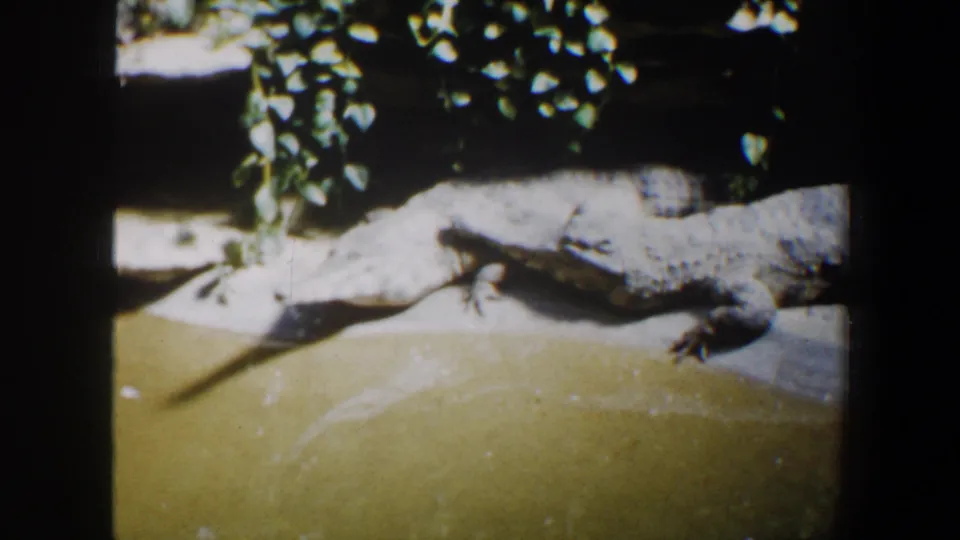 1964 Saint Louis Zoo home-movie frame showing a large crocodile on a concrete ledge beside greenish water.