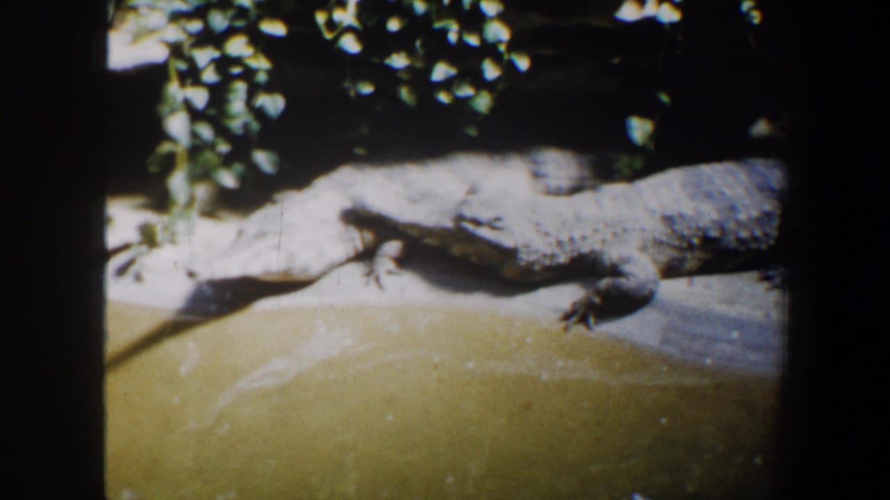 Crocodile lying still on a concrete edge with greenish water in front.