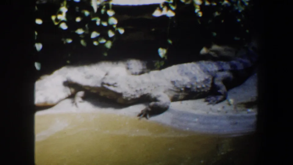 Home-movie frame of a crocodile stretched along a concrete ledge in a zoo reptile enclosure in Saint Louis.