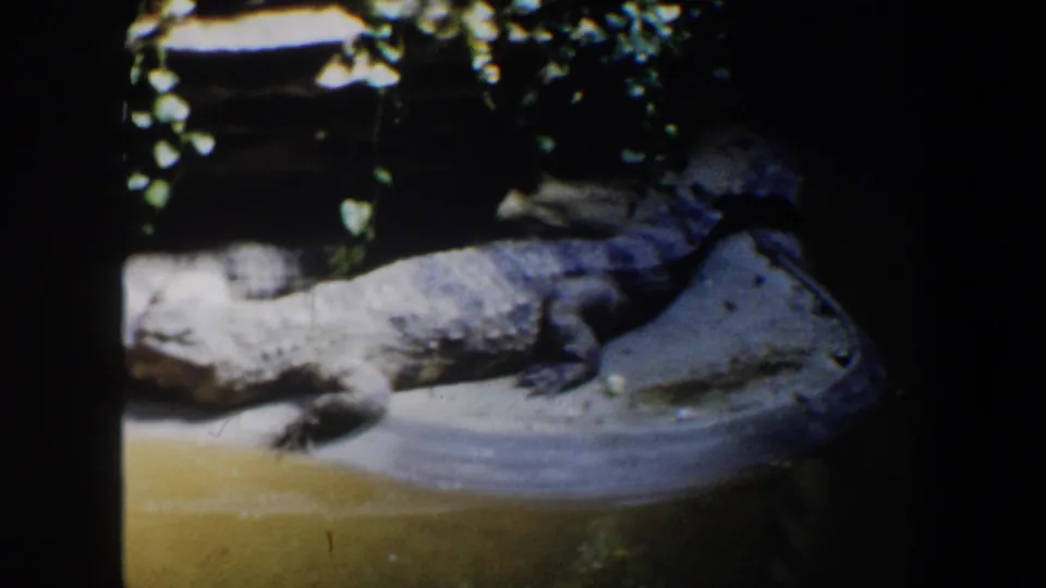 1964 zoo footage frame showing the crocodile on a curved concrete platform beside greenish exhibit water.
