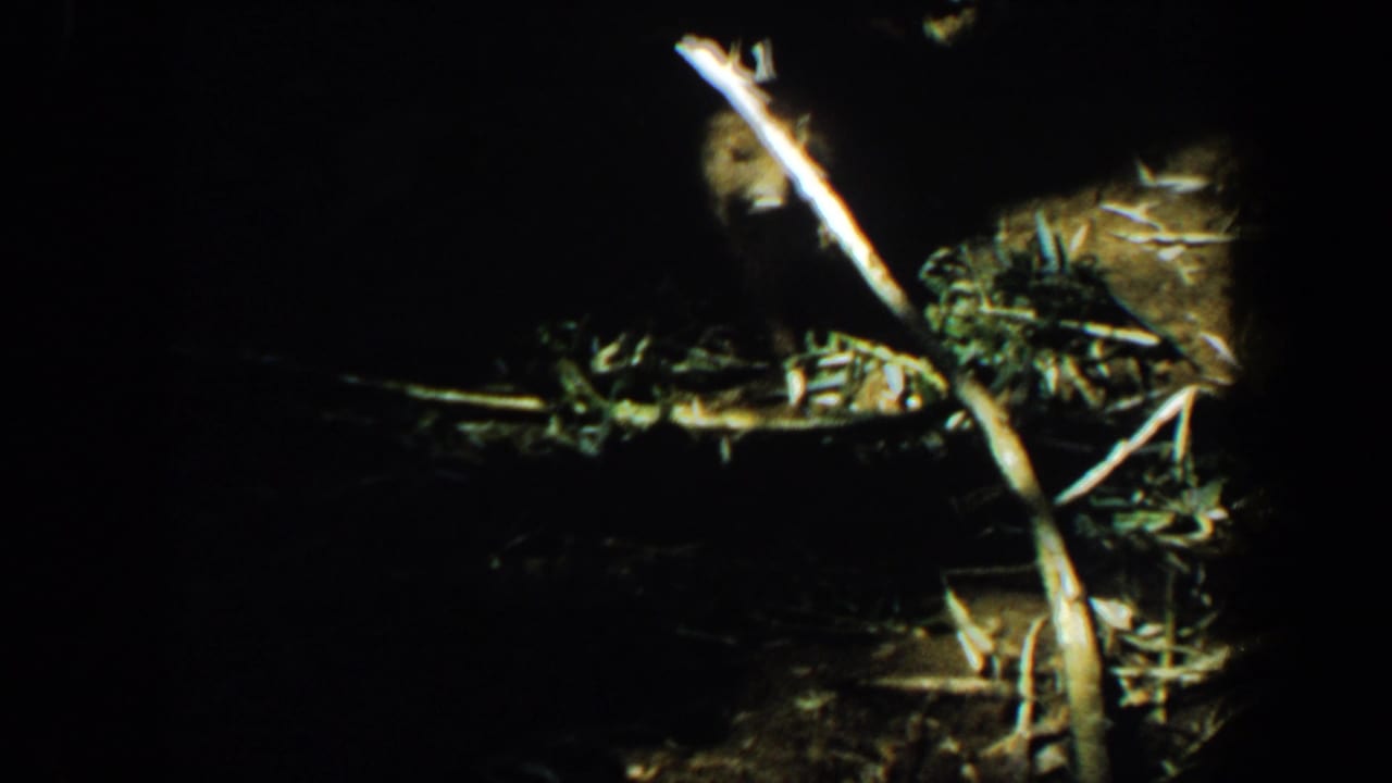 Dark wooded scene with sticks and a small animal partly lit by a flashlight beam.