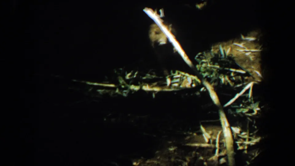1964 8mm frame from Saint Louis, Missouri, showing a dark wooded area with sticks, brush, and a partly lit beaver-like animal.