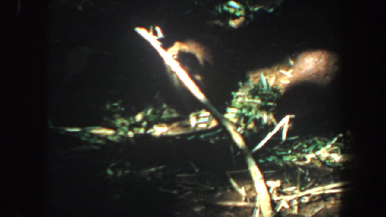 Nighttime 8mm view of brush, sticks, and a small animal shape near a beaver dam area, with much of the frame in shadow.