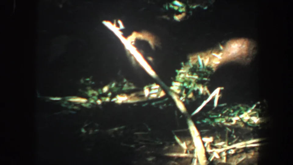 Nighttime 8mm view of brush, sticks, and a small animal shape near a beaver dam area, with much of the frame in shadow.