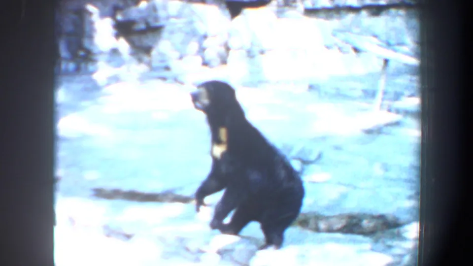1964 8mm frame from Saint Louis, Missouri, showing a black bear upright or moving across snow in a bright enclosure.