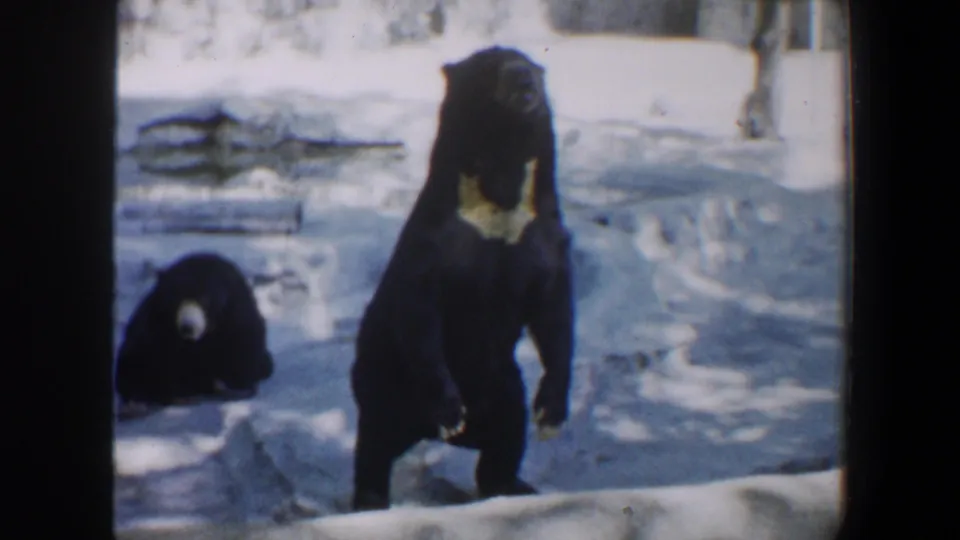 1964 8mm frame from Saint Louis, Missouri, showing two black bears in snow, with one standing upright and another resting or crouched behind it.