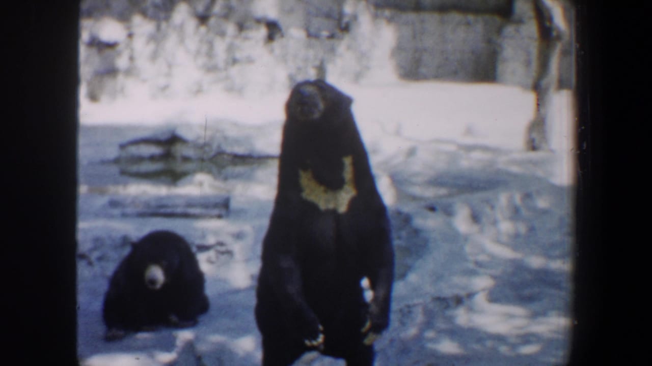 Two black bears in a zoo enclosure, one standing upright and one low to the ground.