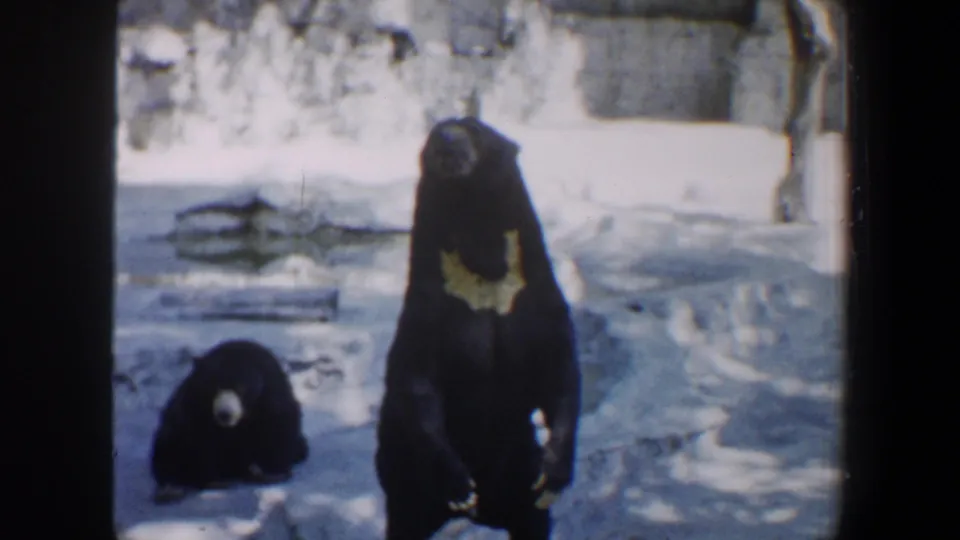1964 Saint Louis zoo home-movie frame showing two black bears in a pale enclosure, with one upright near the center and another resting at left.