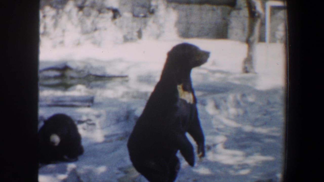 A black bear stands in profile while another bear remains low in the enclosure.