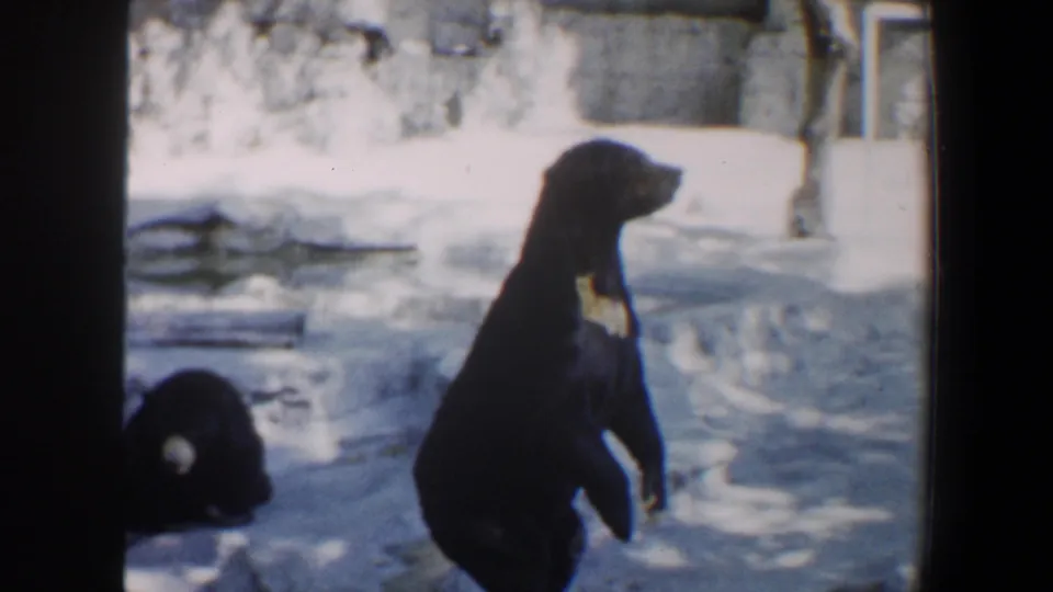 1964 Saint Louis zoo frame with a black bear standing in profile beside a second bear on the ground in a pale, rock-walled enclosure.
