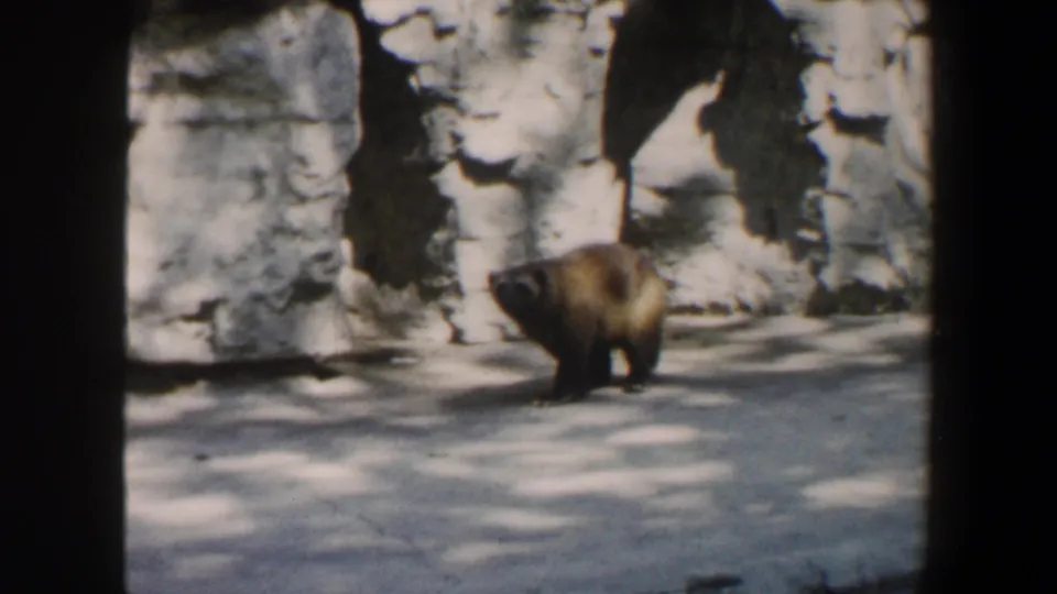 1964 Saint Louis zoo frame showing a wolverine walking across a paved enclosure area beneath mottled rockwork walls.