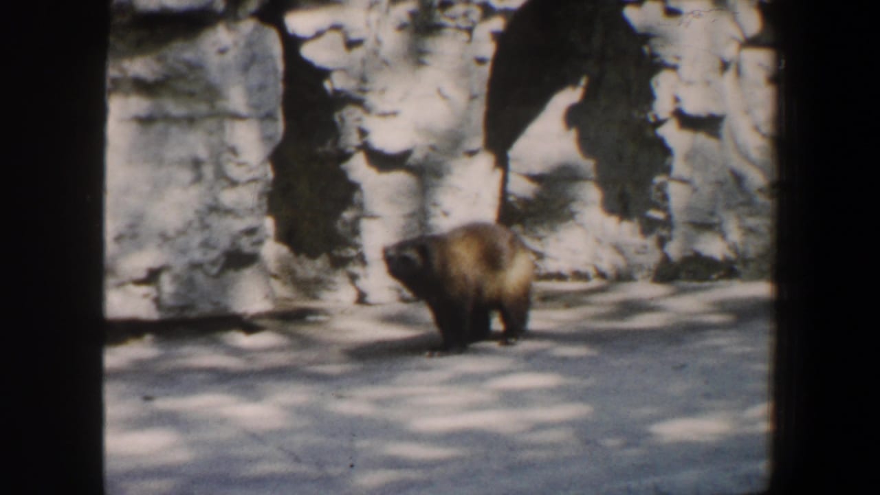 Wolverine walking across a rocky zoo enclosure floor.