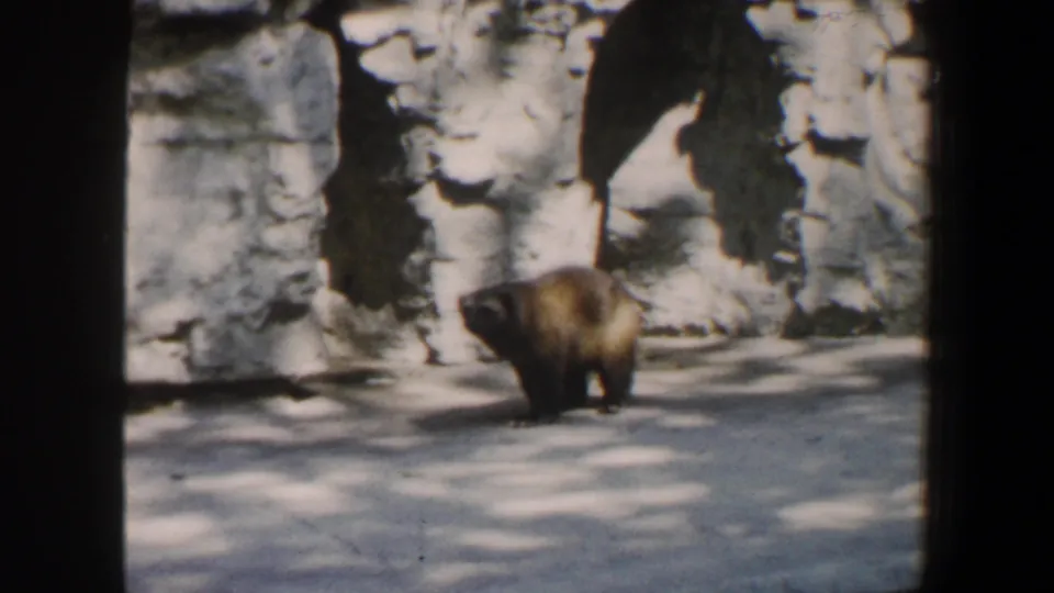 1964 Saint Louis Zoo 8mm frame showing a wolverine moving across a concrete floor beside artificial rockwork.
