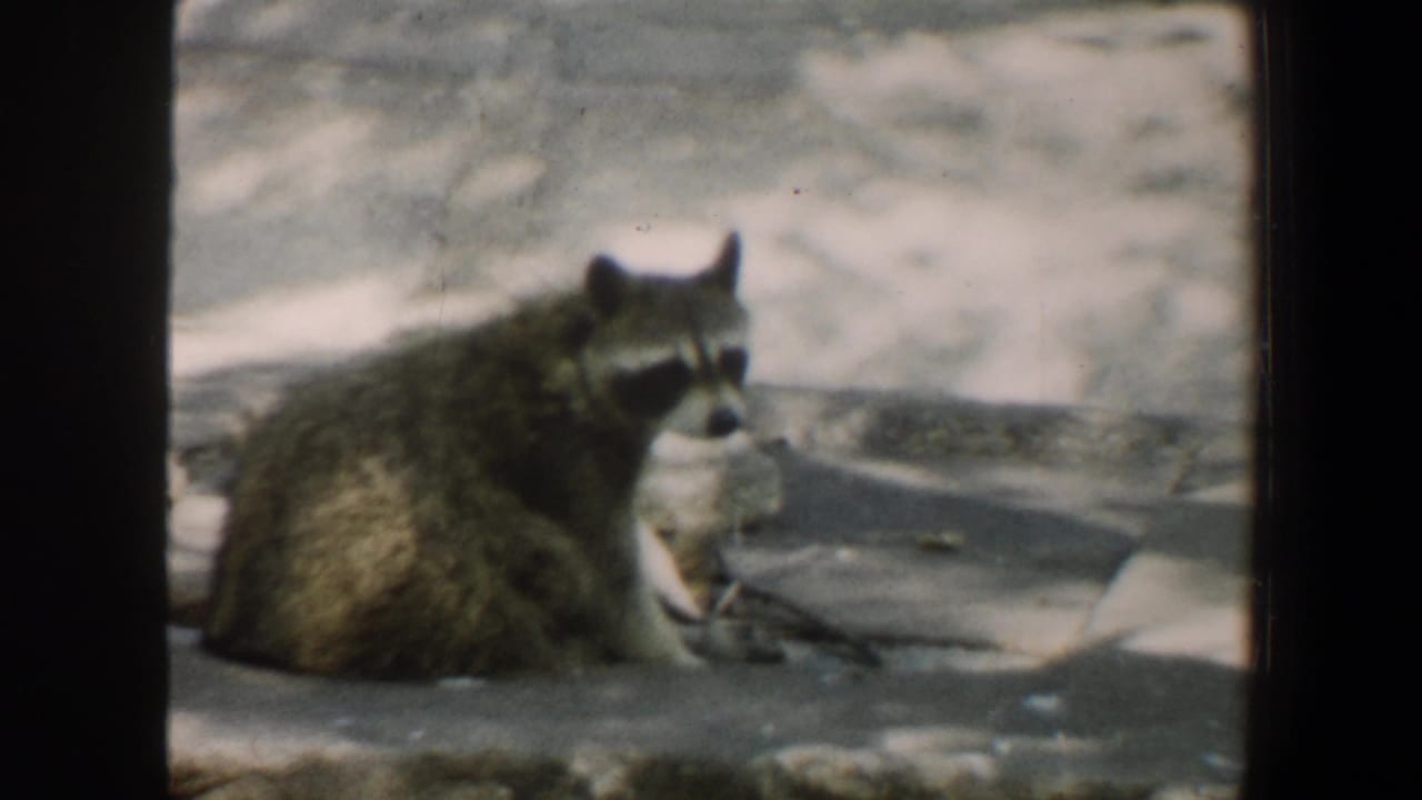 Raccoon sitting on a stone surface in a zoo enclosure.