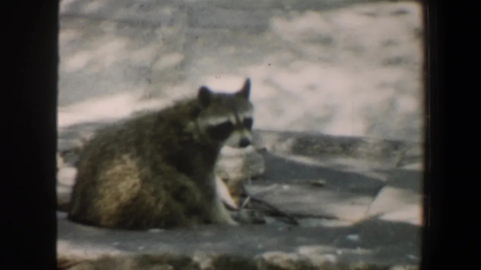 1964 Saint Louis Zoo 8mm frame showing a raccoon seated in profile on concrete or stone within an enclosure.