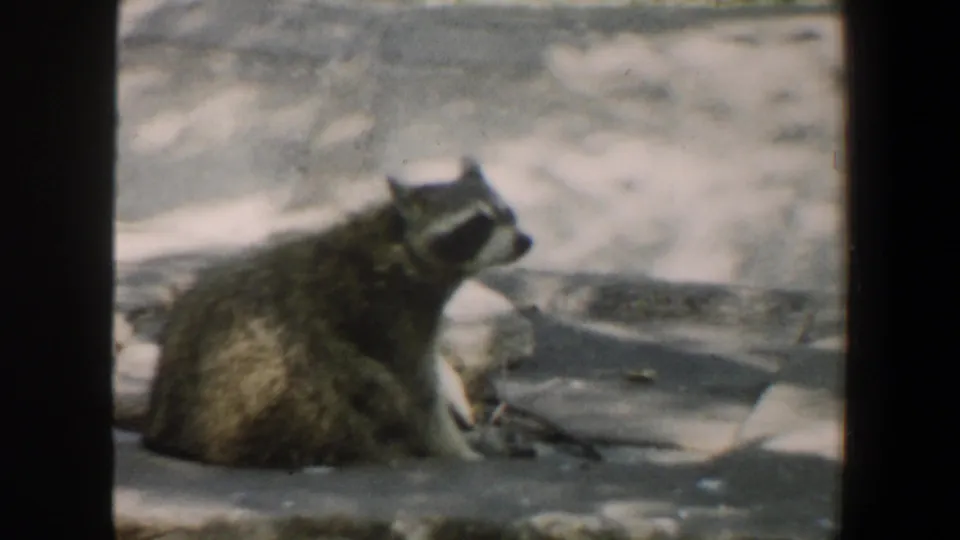 1964 Saint Louis Zoo 8mm frame showing a raccoon in profile, seated on concrete with dappled light around it.