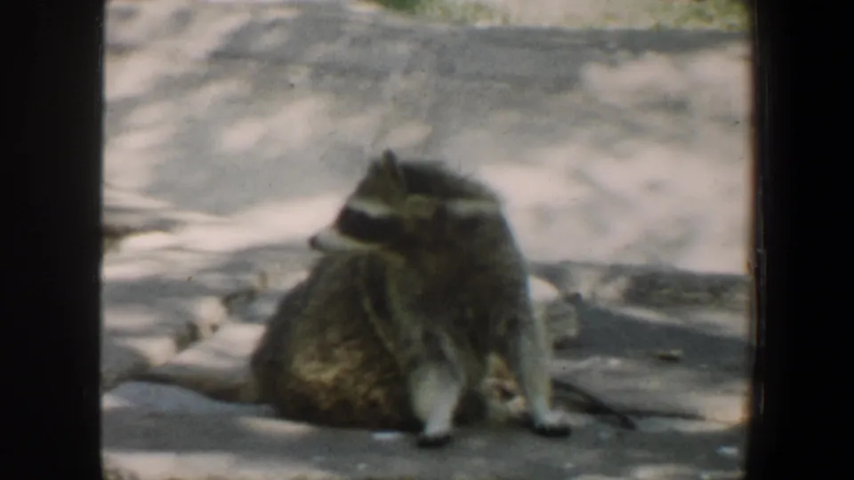 1964 Saint Louis Zoo 8mm frame showing a raccoon seated and grooming on a concrete surface in the enclosure.