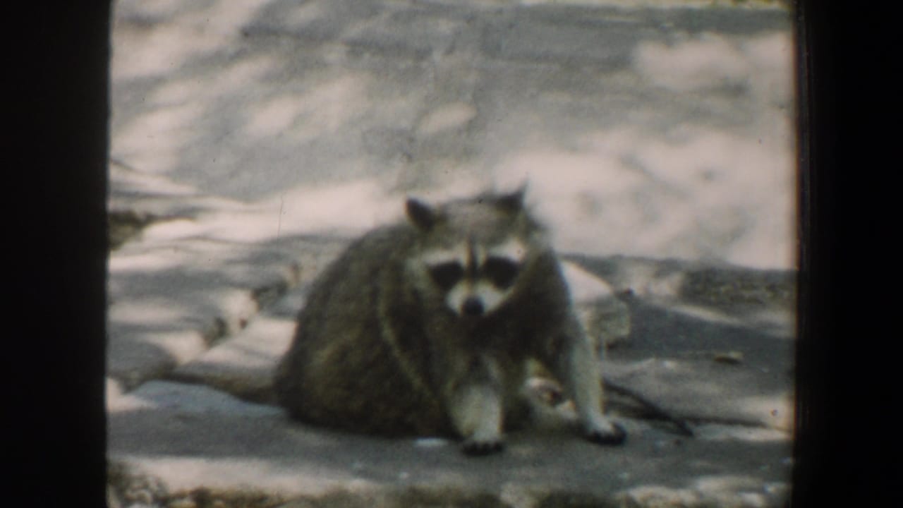 Raccoon sitting on a sunlit stone surface inside a zoo enclosure.