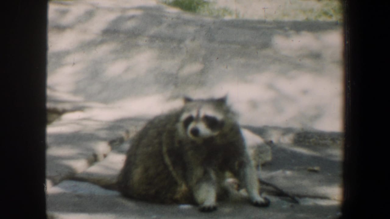 Raccoon facing the camera on a stone surface in sunlight.