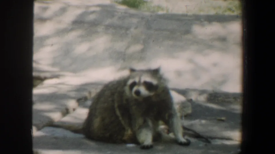 1964 Saint Louis zoo footage frame with a raccoon facing the camera from a sunlit stone ledge.