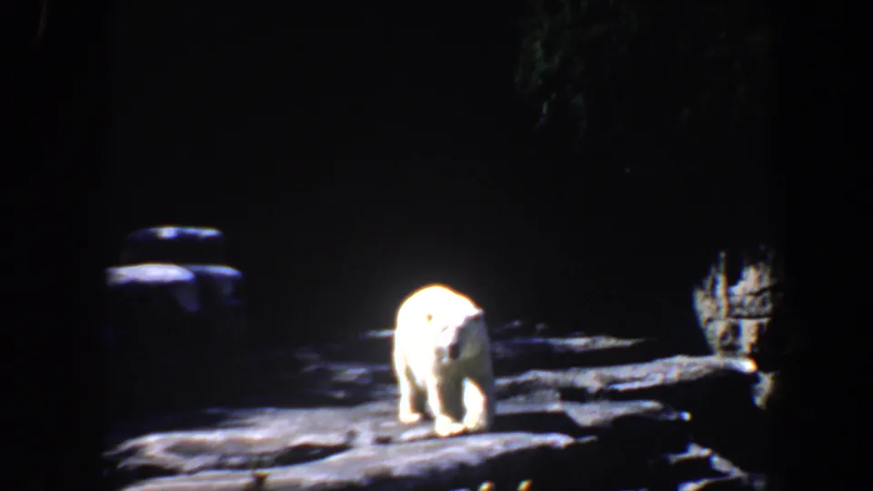 1964 Saint Louis home-movie frame showing a polar bear walking through a rocky, shadowed zoo enclosure.