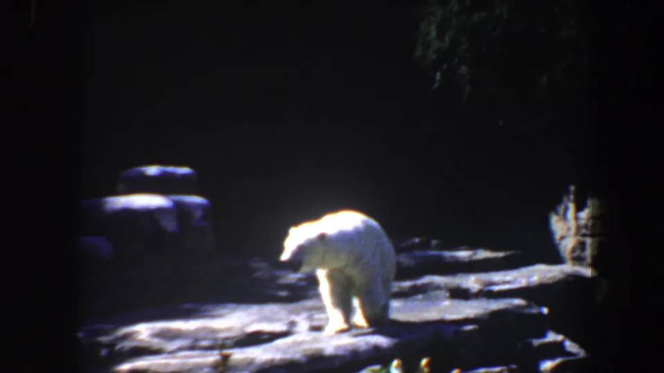 1964 Saint Louis zoo frame showing a polar bear in profile on rock, with heavy shadow across the enclosure.