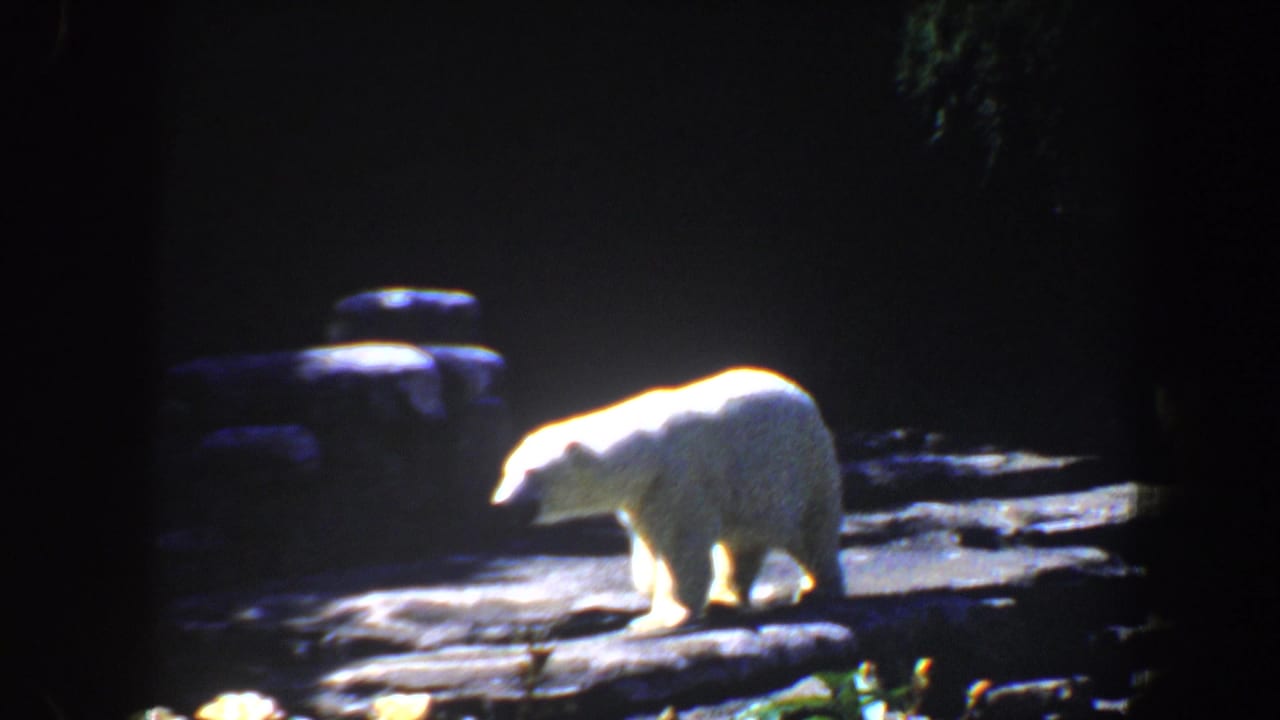A polar bear walks across a dim rocky zoo enclosure in 1964 Saint Louis home-movie footage.