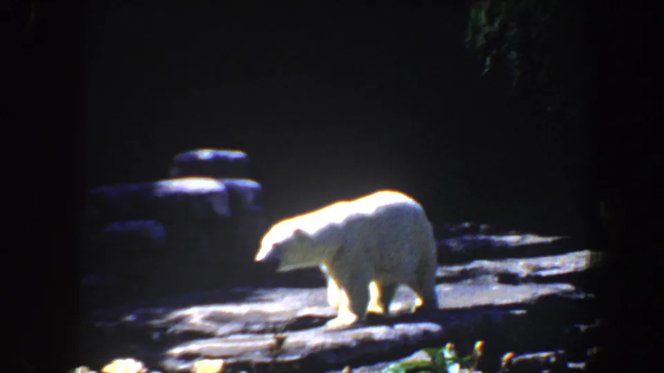 A polar bear walks across a dim rocky zoo enclosure in 1964 Saint Louis home-movie footage.