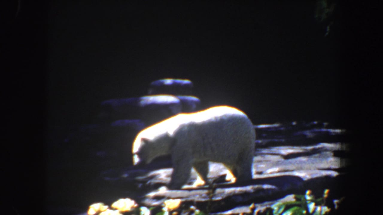 Polar bear crossing a sunlit ledge against a dark rock background.