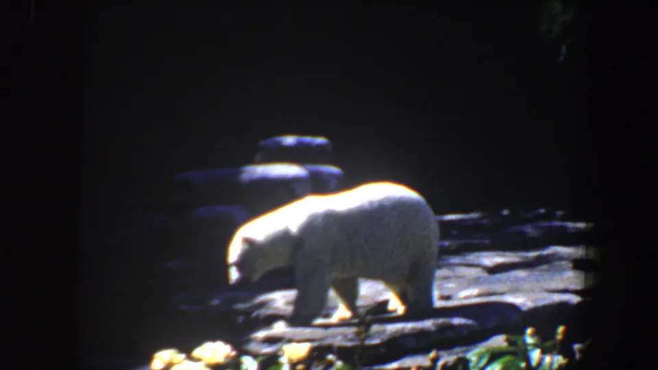 The polar bear continues along a lit rock ledge, its white fur standing out against the shadowed zoo habitat.