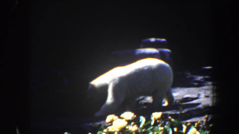 A closer 8mm frame shows the polar bear lowering its head near foreground plants in the Saint Louis zoo enclosure.