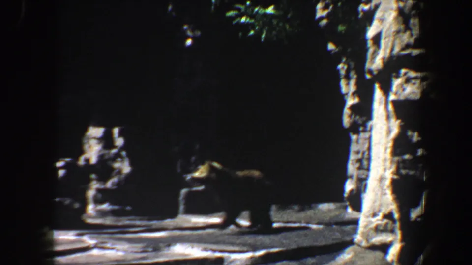 A brown bear appears in a darker rocky enclosure, with vertical rockwork visible at the right edge of the frame.