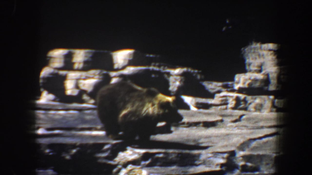 Brown bear walking across a rocky enclosure under strong light.