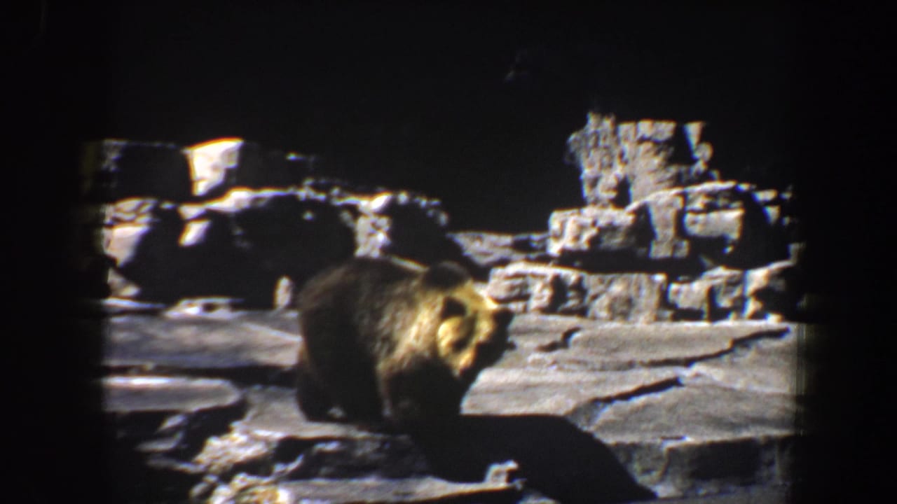 Bear standing near the front of a rocky enclosure.