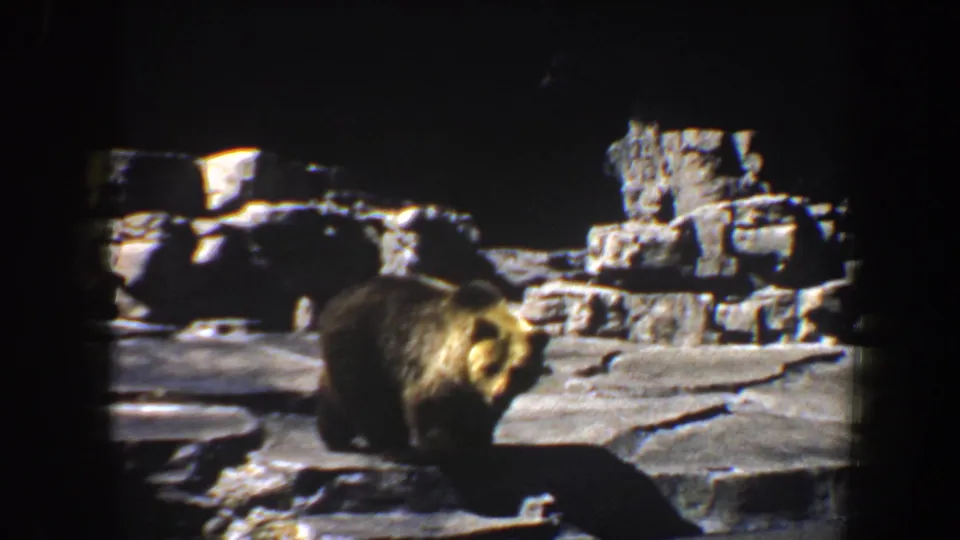 A brown bear stands closer to the camera within a rocky Saint Louis enclosure in 1964 8mm footage.