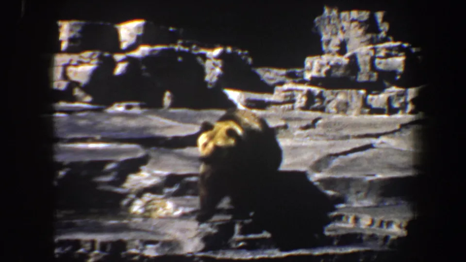 The bear appears low in frame near the front edge of a rocky enclosure in 1964 Saint Louis footage.