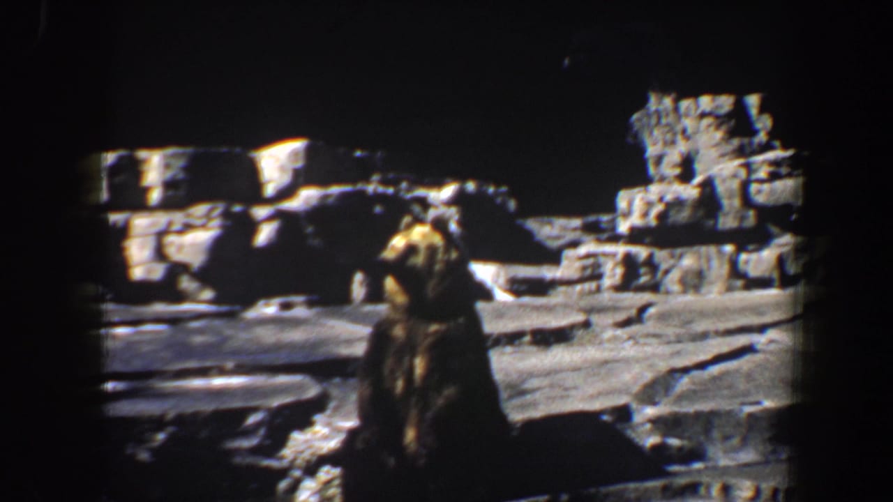 Brown bear sitting in a rocky zoo enclosure with dark shadows behind it.