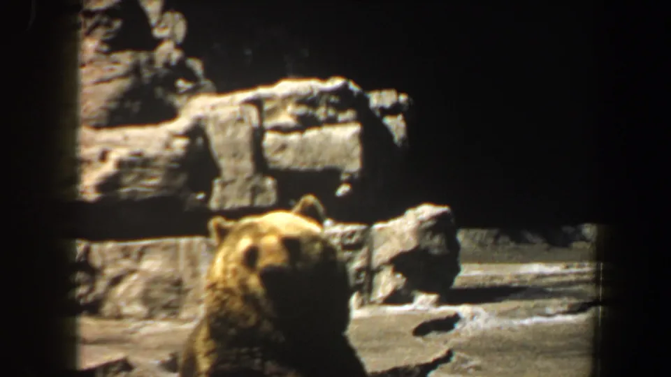 A closer 8mm frame shows the bear near the lower edge of the rocky zoo habitat, with its face and shoulders visible against pale artificial stone.