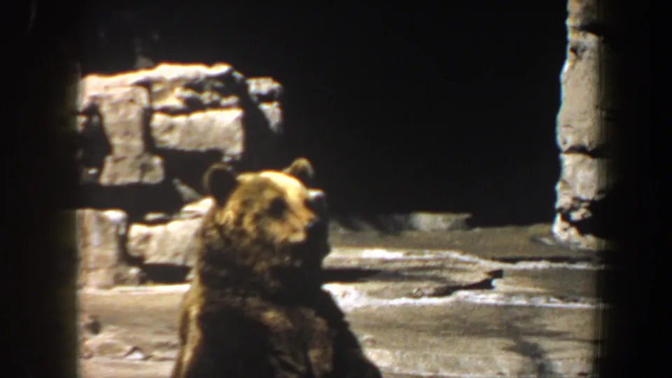 A bear stands in the foreground of a dim 1964 Saint Louis zoo enclosure with artificial rocks behind it.