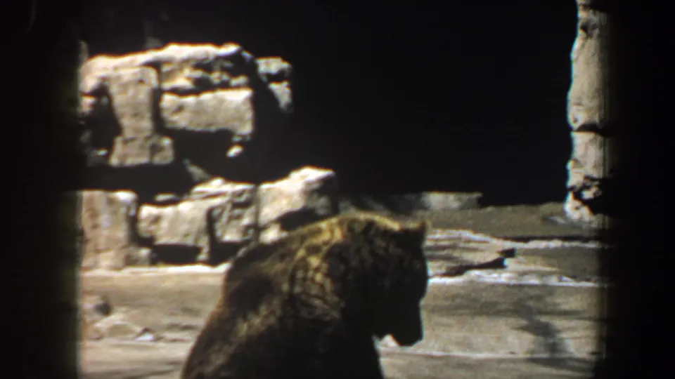 A bear walks across the lower frame in a rocky zoo habitat, recorded on 1964 Saint Louis 8mm home-movie film.