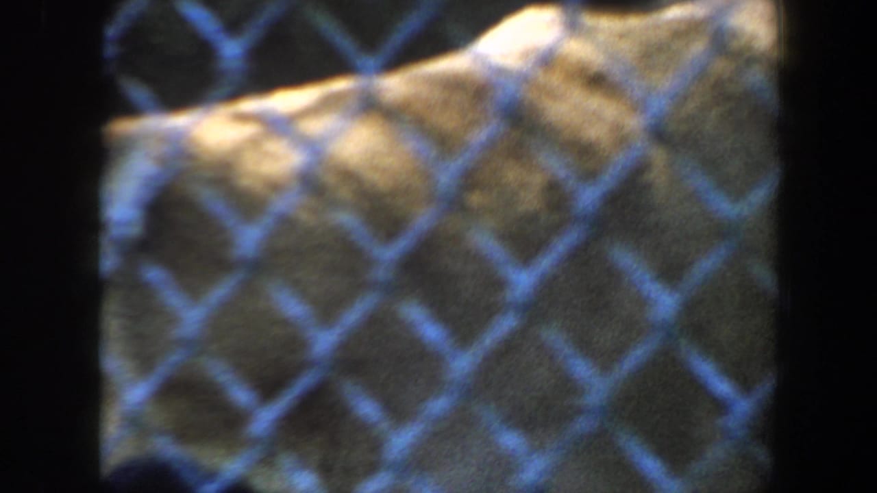 Large tawny cat seen behind blue-tinted chain-link fencing.