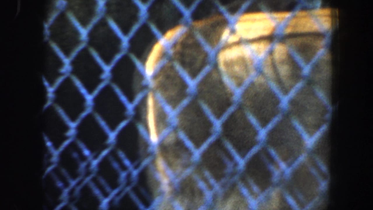 Animal body partly visible behind chain-link fence and dark frame edge.