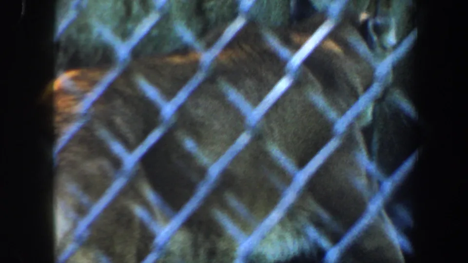 A close, soft-focus view shows a large cat behind blue-tinted chain-link fencing in the Saint Louis animal enclosure footage.