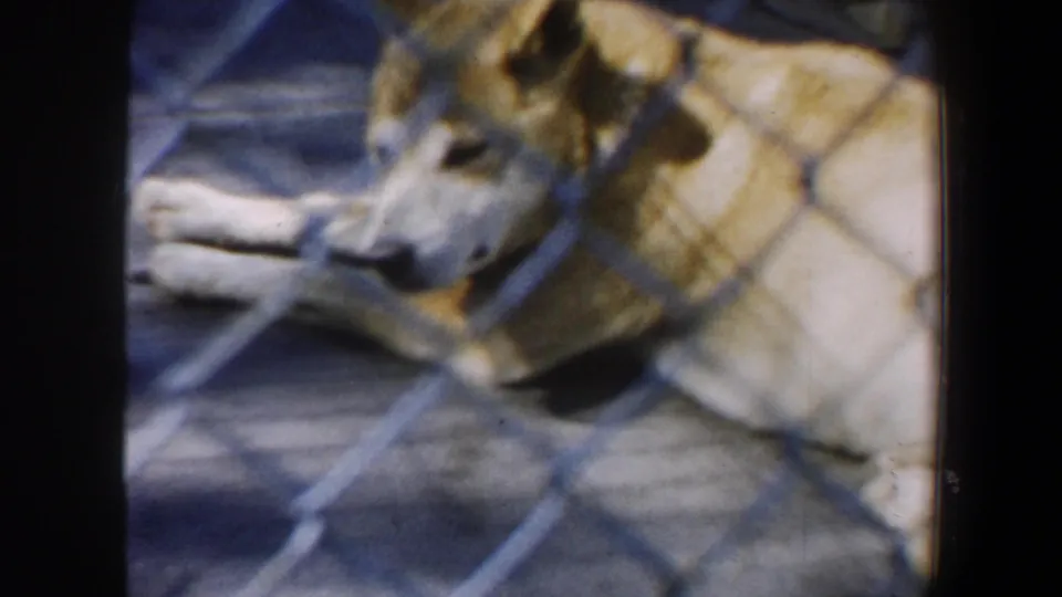 A coyote rests on a paved enclosure floor behind chain-link fencing in the 1964 Saint Louis home-movie clip.