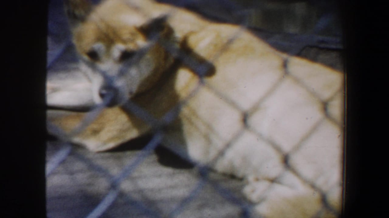 Light-colored dog lying behind chain-link fencing in an outdoor enclosure.