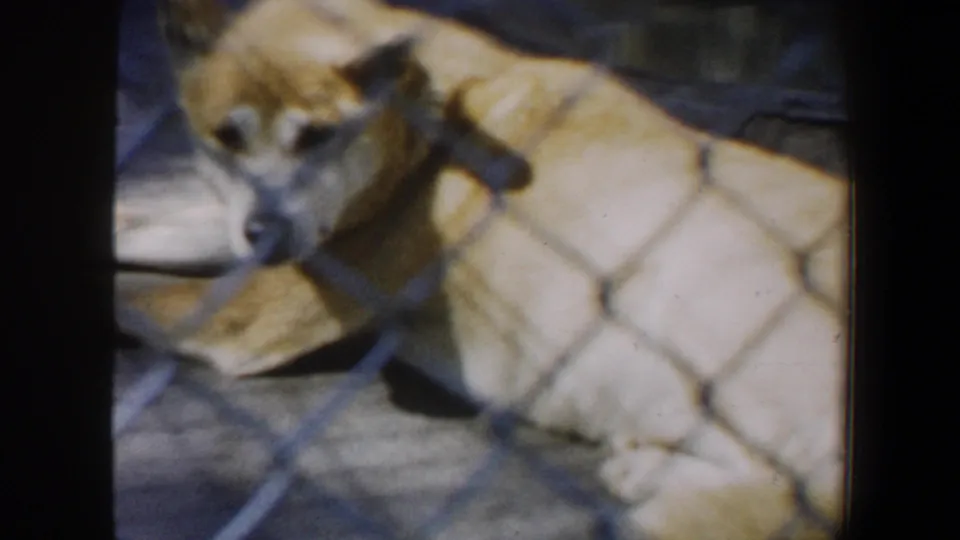 1964 Saint Louis 8mm frame showing a light-colored dog lying behind chain-link fencing in a kennel-like outdoor space.